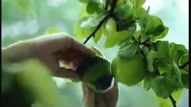 Реклама Добрый: Добрый бездомный пёсик смотреть онлайн