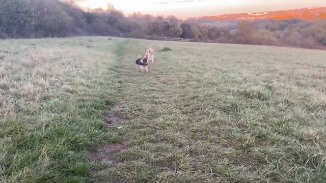 Adorable 8 month old pug | Milo | Dog Training in London смотреть онлайн