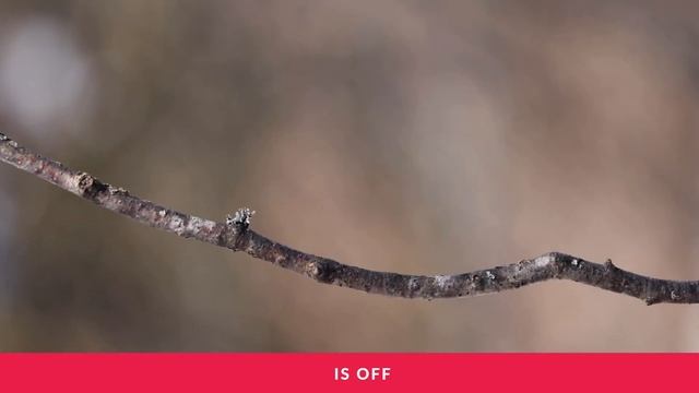 Must Have Telephoto Lens For Beginners? RF 100-400 F/5.6-8 Review
