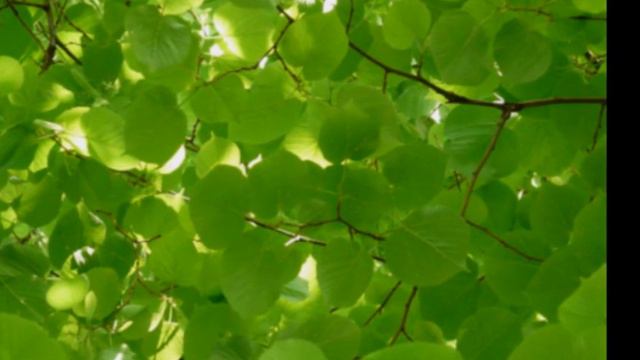 Allan Evans Der Lindenbaum смотреть онлайн