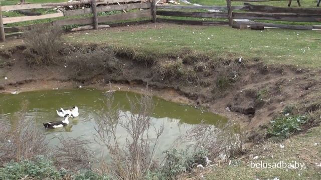 Усадьба Слуцкий Страус - вольер, Усадьбы Беларуси смотреть онлайн