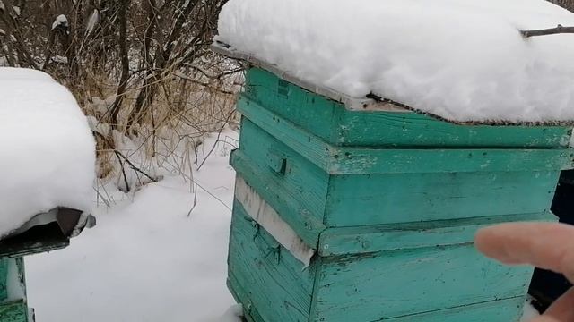 Пасека в болоте! Вентиляция в деревянных ульях! 22 ноября! смотреть онлайн