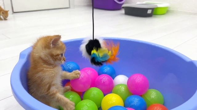 Cat Zlata Teaches Kitten To Catch A Mouse