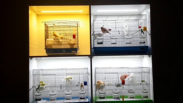 Полки для канареек (Shelves for canaries) смотреть онлайн