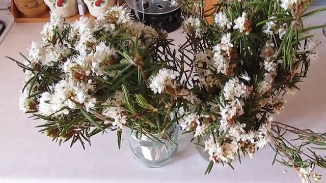И опять богульник к чаю ) смотреть онлайн