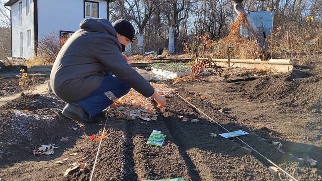 Первый урожай в 2021 г. Посадка петрушки под зиму. Неоднозначный результат. смотреть онлайн