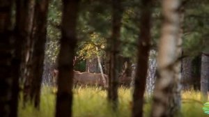 Футаж Россия