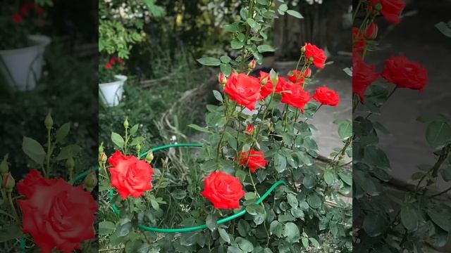 Самая красивая роза ! Месяц держит бутон.Прекрасная незнакомка (Розы) смотреть онлайн