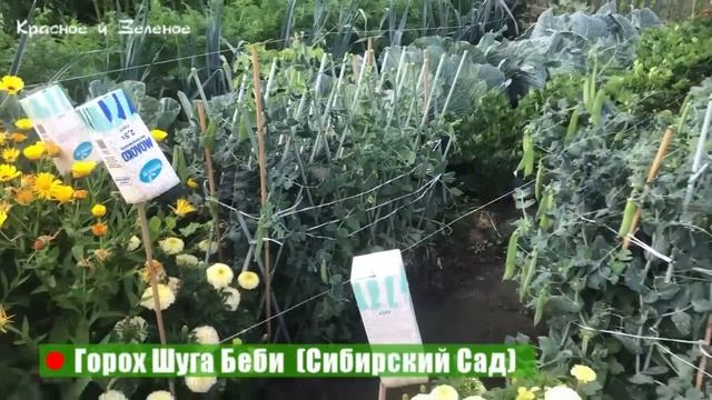 Сахарный горошек. Любимые сорта. Сезон 2022. смотреть онлайн