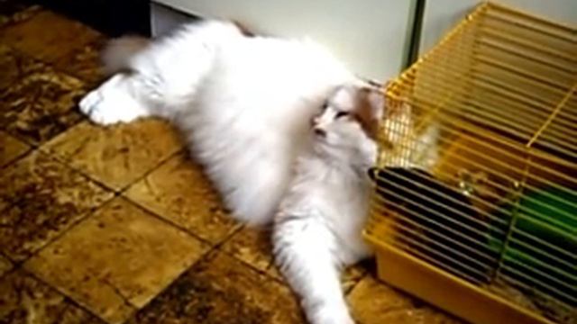 Игры животных смотреть онлайн