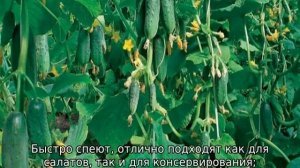 Сорта огурцов для открытого грунта: самоопыляемые