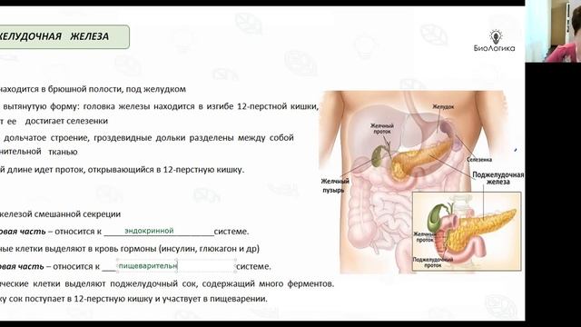 Лекция 51 Пищеварение 2 смотреть онлайн