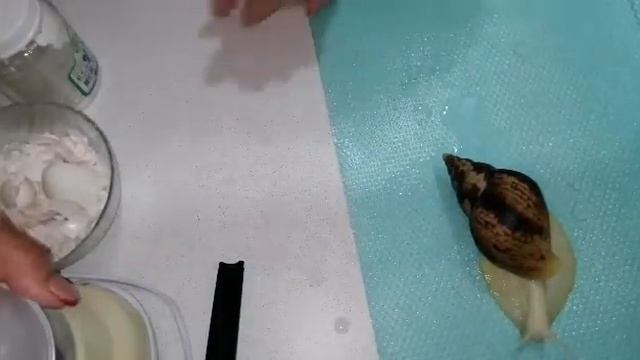 Кальцесмесь. Секретные ингредиенты. Выращиваем красивую ракушку.