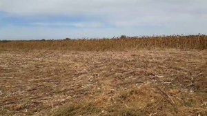 САМОДЕЛЬНЫЙ КАТОК - ИЗМЕЛЬЧИТЕЛЬ ПО ПАЛКЕ ПОДСОЛНЕЧНИКА. ЮМЗ-6.