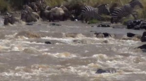 Великая африканская миграция животных.