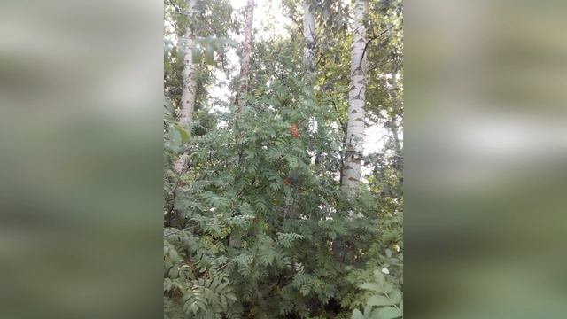 БЕРЁЗЫ РОССИИ песня на стихи АЛЕКСАНДРА БОЧАРОВА смотреть онлайн