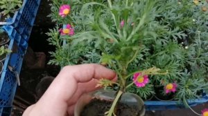 Аргирантемум результат осеннего укоренения ?! Формируем куст и ещё  черенкуем ✂️