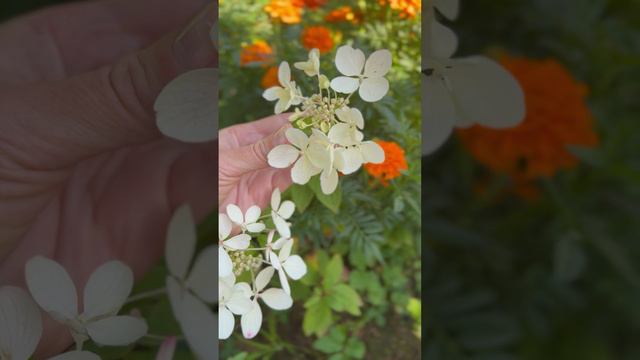 Красавица гортензия🌿#shorts смотреть онлайн