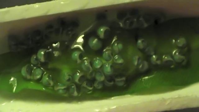 Личинки красноглазой квакши смотреть онлайн