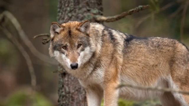 Волки || интересные факты смотреть онлайн