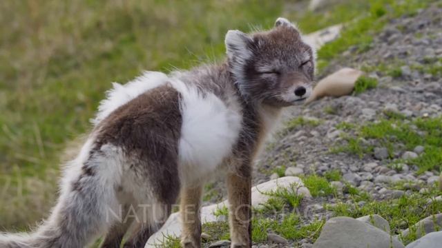 Arctic Fox (Vulpes lagopus) foraging смотреть онлайн