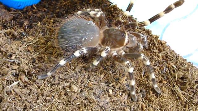 Acanthoscurria geniculata смотреть онлайн