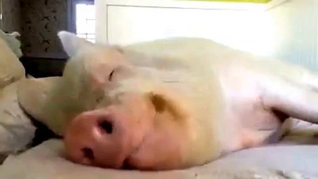 Жизнь удалась))) смотреть онлайн