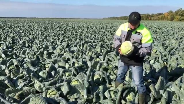 Лучшее от Seminis: капуста Ларсия для переработки