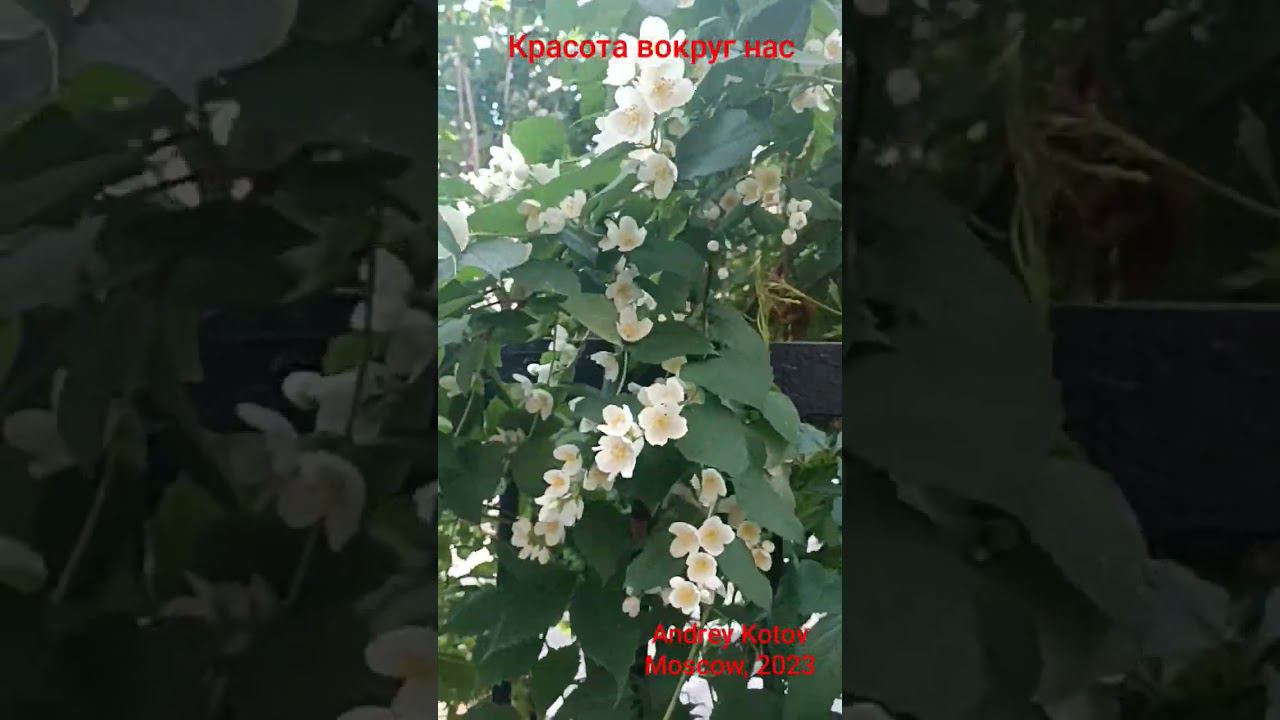 Красота вокруг нас! #moscow #2023 #красотавокругнас смотреть онлайн