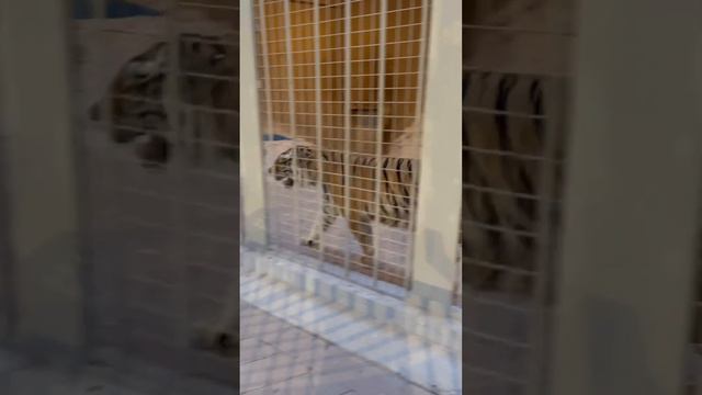 Tiger in Al khor Zoo Qatar! #tiger #zoo #qatar #zoopark #wildlife смотреть онлайн