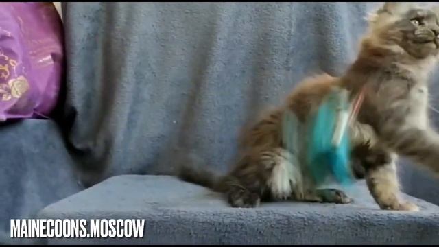Чёрный дым парнишка Мейн-кун 3 месяца смотреть онлайн