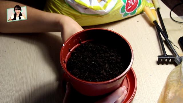 Выращивание зелени на подоконнике. Домашний розмарин. смотреть онлайн