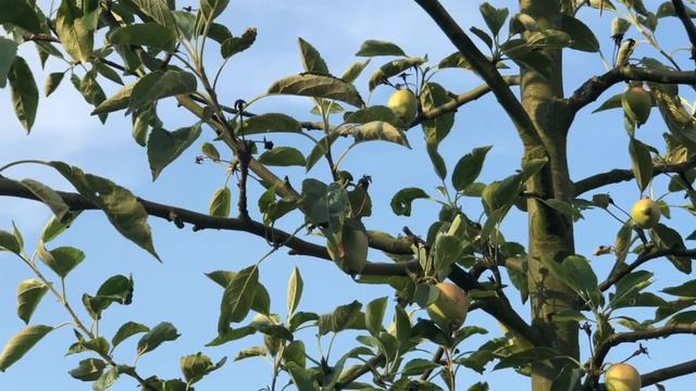 Grit Kaysa & ein besonderer Obstgarten in Nordfriesland смотреть онлайн