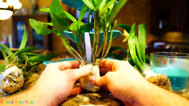 Orchid Show Orchid Haul! 4k : Best Haul EVER! Missouri Botanical Gardens Orchid Show Haul смотреть онлайн