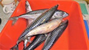 Вкуснейшая маринованная скумбрия. Простой и очень вкусный рецепт.