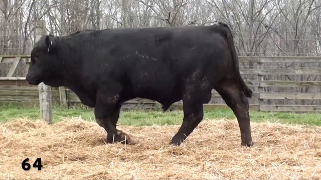 Lot 64 - KCF BENNETT H110 смотреть онлайн