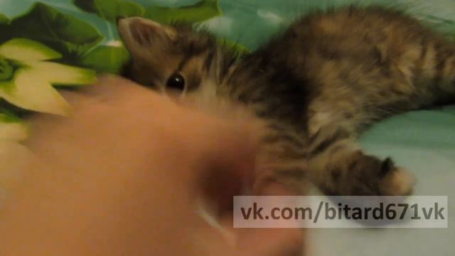 ИГРАЮ С КИСОЙ смотреть онлайн