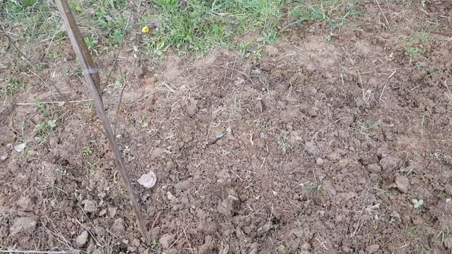 Заложили яблоневый сад.. смотреть онлайн