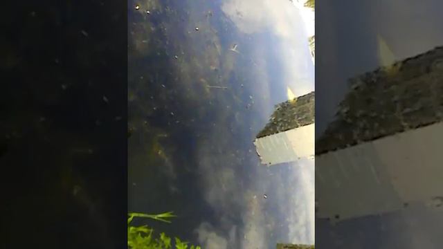 Ишим на болоте клад.Не нашли клад,но попробовали на вкус водоросли смотреть онлайн