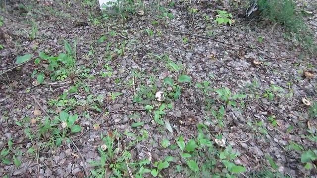 Собираем с Ангелиной сыроежки смотреть онлайн