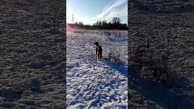 Тайган смотреть онлайн