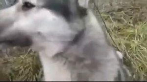 Дал яйцо собаке, прикол