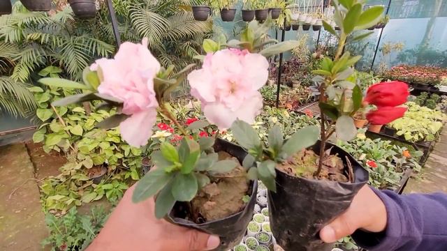 होलसेल रेट्स में मिलेंगे यहाँ पौधे, Cheapest plants nursery ambala india смотреть онлайн