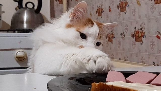 Скрытая Камера Поймала Милое Исчезновение Колбасы! 1 часть.