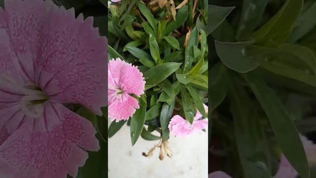 PENCIL PEELS PLANT ll SO BEAUTIFUL смотреть онлайн