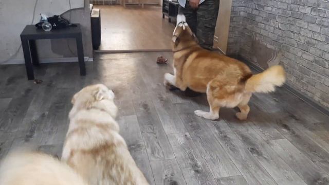 Самая преданная порода собак смотреть онлайн