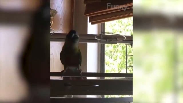 Смешные животные 🐼🤣 Жизнь забавных домашних и диких животных смотреть онлайн