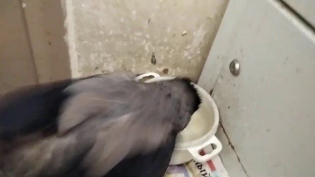 прошло 2 часа - чудо прогноз сбылся Карлуша купается.... 21 02 23. Магия добра от волшебника. смотреть онлайн