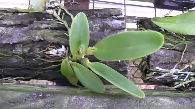 Orchids Update • Fantasy Orchids • September 15, 2018 смотреть онлайн