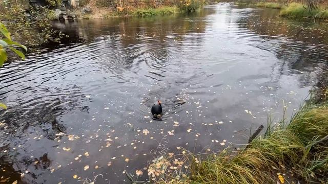 ПОДВОДНЫЙ ПОИСК ОСЕНЬЮ / UNDERWATER SEARCH IN AUTUMN смотреть онлайн